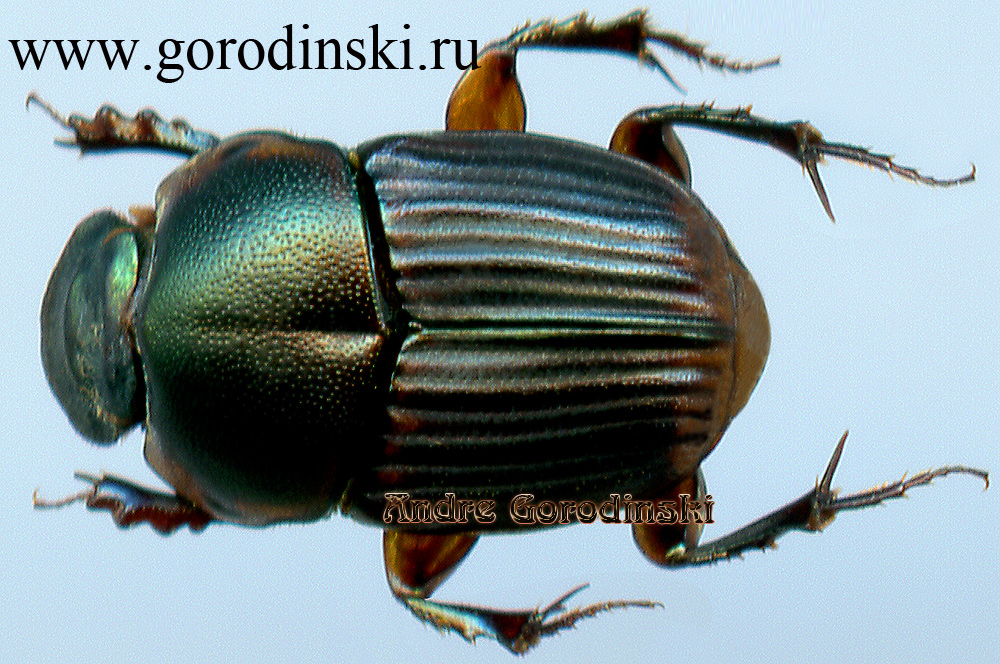http://www.gorodinski.ru/copr/Liatongus tridentatus.jpg